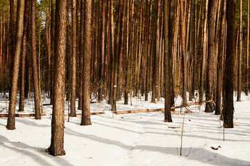 leśna zimowa ścieżka © Marcin Łazarczyk