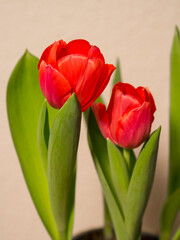 closeup of red tulips