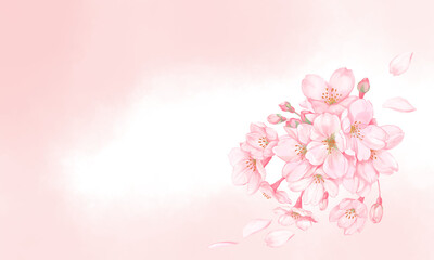 Fototapeta na wymiar 桜と桜の花びら3