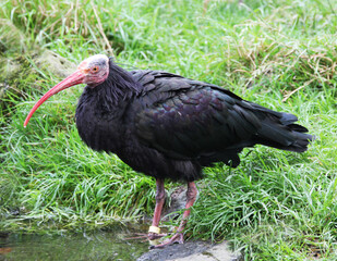 A black bald ibis bird standing at a pond
