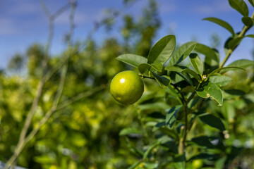 Limequat fruit growing on a small green tree