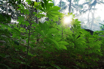 Fototapeta na wymiar Tapioca (cassava) plants against morning sun.