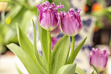 Purple tulips in a vase in the garden. Spring. Bloom.