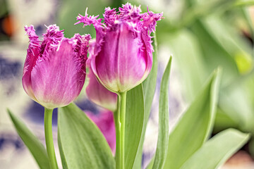 Purple tulips in a vase in the garden. Spring. Bloom.