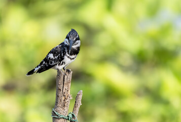 The pied kingfisher perching on tree branch , Thailand