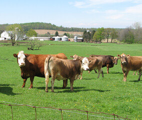 Cows grazing in a green pasture seem to be enjoying the beautiful sunny day and  rural setting...