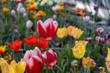 Holland's tulip flowers sold at the glasshouse