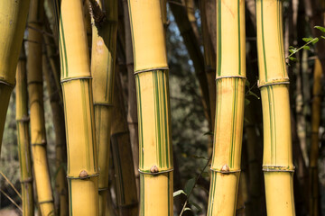  yellow groove bamboo tree at Mumbai  Maharashtra   India