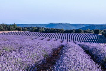 Lavender fields under the blue sky, scenic landscape