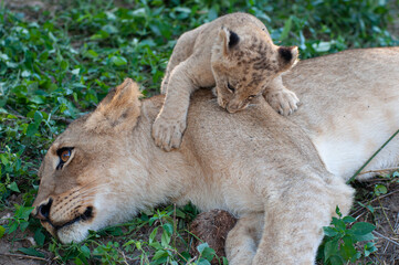 Lion cubs playing with each other seen on a safari in South Africa
