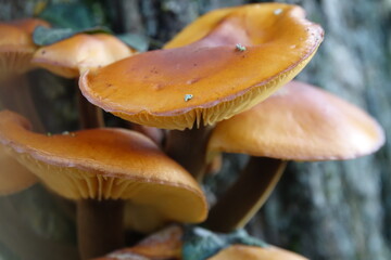 mushrooms on a tree trunk such as Flammulina velutipes (Curtis) Singer 