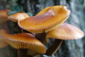 mushrooms on a tree trunk such as Flammulina velutipes (Curtis) Singer 