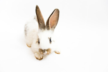 white rabbit with dark ears