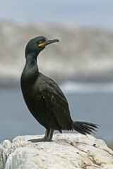 The European shag, common shag (Phalacrocorax aristotelis) standing on the rock at the bird sanctuary at Hornøya island, Northern Norway