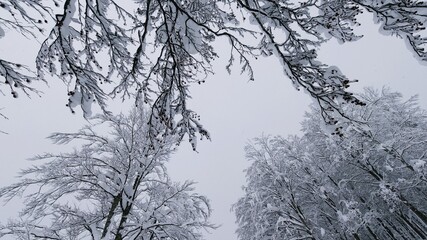 Snowy forest with trees covered with fresh snow after a heavy snowfall