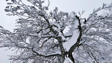 Obraz premium Snowy forest with trees covered with fresh snow after a heavy snowfall