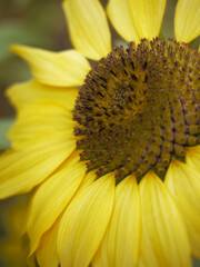 sunflower    close up
