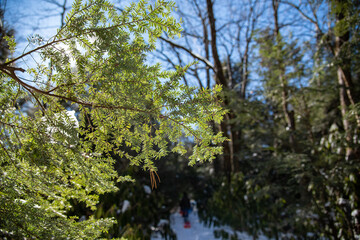 needles of the eastern hemlock shine in the winter sun