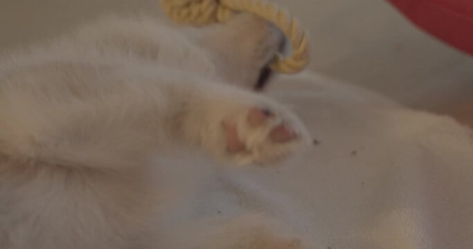 Little husky dog plays with a rope tied in a knot