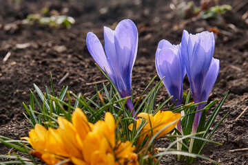 Violet crocuses in early spring garden in sunny day. Close-up flowering crocuses Ruby Giant on natural stone background. Soft selective focus.