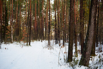 Fototapeta premium leśna zimowa ścieżka