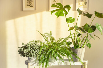 green houseplants fittonia, nephrolepis and monstera in white flowerpots on window © Olga Miltsova