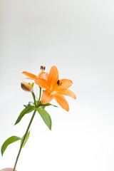 Obraz premium 満開のユリ