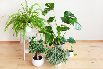 houseplants fittonia, monstera, nephrolepis and ficus microcarpa ginseng in white flowerpots