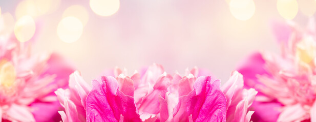Festive banner with gentle pale pink peonies petals close up and golden bokeh lights on light grey with copy space.