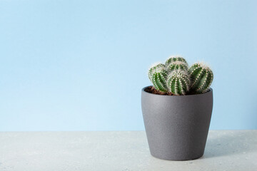 green houseplant cactus parodia warasii