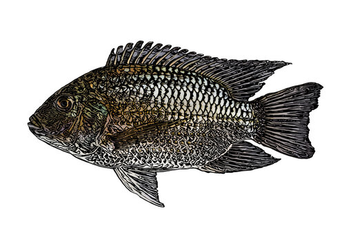 Blackchin Tilapia Fish Illustration Isolated On White