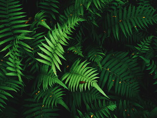 Close up of fern leaves nature background. Nature background of fern leaves. Fern leaves nature background. Nature. Close up background nature of fern tree leaves. Nature background. Fern plants.Tropi