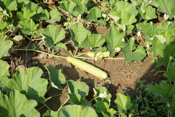 Fototapeta premium Katni / India 25 October 2017 Growing Giant indian Bottle Gourds or calabash gourd in field at Katni Madhya Pradesh India