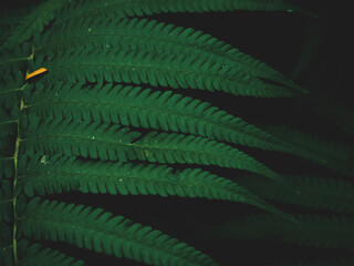 Close up of fern leaves nature background. Nature background of fern leaves. Fern leaves nature background. Nature. Close up background nature of fern tree leaves. Nature background. Fern plants.Tropi