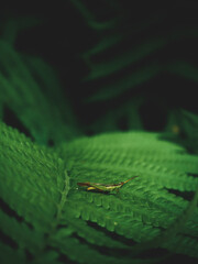 Close up of fern leaves nature background. Nature background of fern leaves. Fern leaves nature background. Nature. Close up background nature of fern tree leaves. Nature background. Fern plants.Tropi