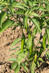 Katni / India 25 October 2017 Green chili pepper plant in the field  at  Katni Madhya Pradesh India