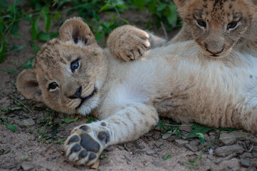 2 Lion cubs seen on a safari in South Africa