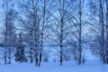 Birch trees against the blue sky