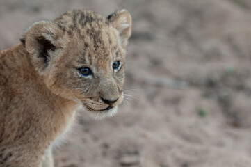 Close up portrait of a tiny Lion cub seen on a safari in South Africa