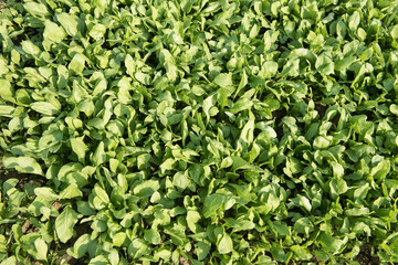 Katni / India 25 October 2017 Green vegetable spinach or palak in the field in Katni Madhya Pradesh...