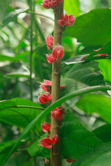 Colourful flowers of plants enlarged