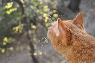 Curious red kitten looks out the window