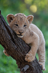 A Lion cub seen in a tree on a safari in South Africa