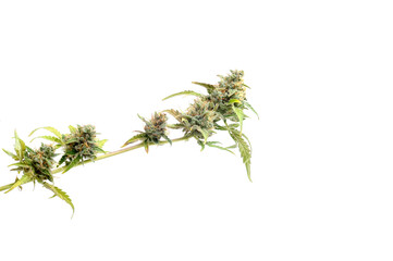 Marijuana plant on white background. Cannabis twig, blossom buds.