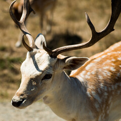 deer with antlers