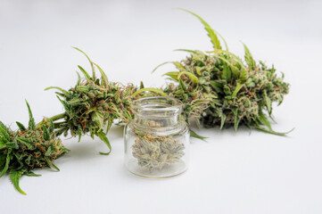 Marijuana plant on white background. Cannabis plant, blossom buds. Drying and Curing Cannabis.