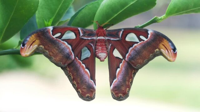 The Atlas moth is one of the largest lepidopterans