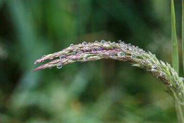 Bent grass with water drops in natural environment
