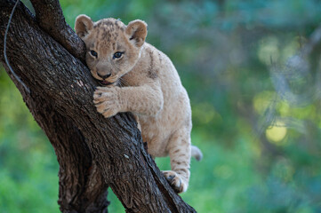 A Lion cub seen in a tree on a safari in South Africa