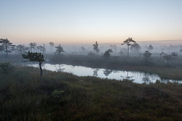 Foggy swamp morning landscape with reflection in water